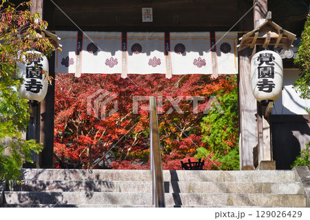 鎌倉 覚園寺の美しい紅葉（神奈川県鎌倉市） 129026429