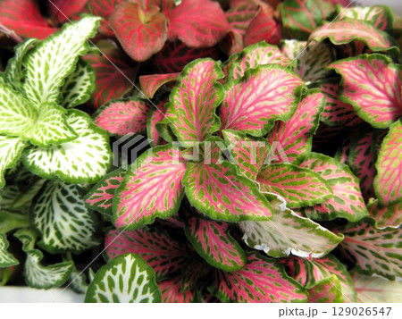 フィットニア 129026547