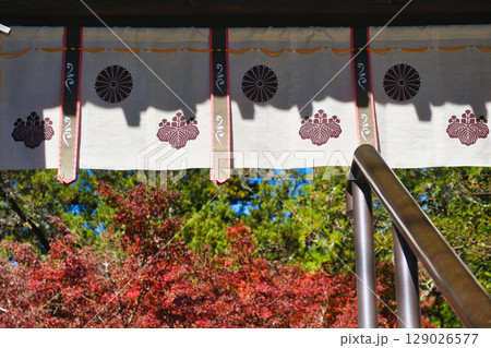 鎌倉 覚園寺の美しい紅葉（神奈川県鎌倉市） 129026577