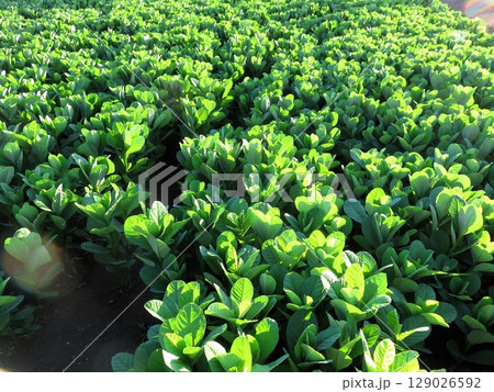 真夏の成長 真夏の成長 129026592