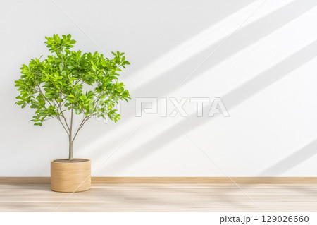 Bright minimal interior with green potted plant placed on wooden floor near wall 129026660