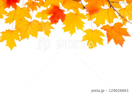 Autumn falling maple leaves isolated on white 129026661