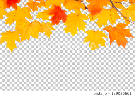 Autumn falling maple leaves isolated on white 129026661