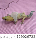 脱皮中のレオパードゲッコウ 129026722