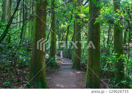 (新緑・森林浴スポット)　渓流と豊かな森が 織りなす四季折々の絶景　菊池渓谷(熊本県菊池市原) 129026735