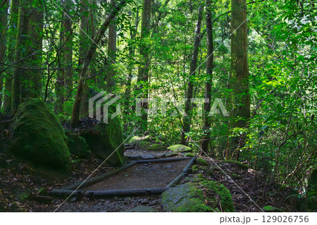 (新緑・森林浴スポット)　渓流と豊かな森が 織りなす四季折々の絶景　菊池渓谷(熊本県菊池市原) 129026756