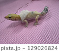 脱皮中のレオパードゲッコウ2 129026824