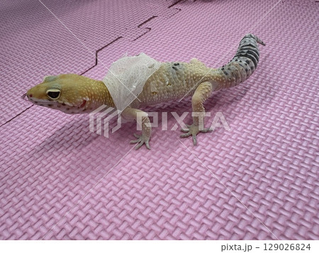 脱皮中のレオパードゲッコウ2 129026824