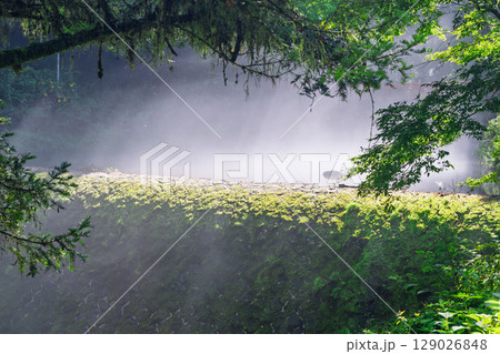 (新緑・森林浴スポット)　渓流と豊かな森が 織りなす四季折々の絶景　菊池渓谷(熊本県菊池市原) 129026848