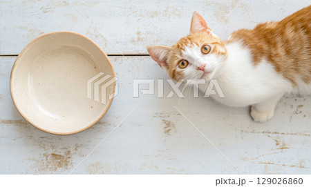 Cat looking at empty bowl on cozy bed, representing hunger concept 129026860