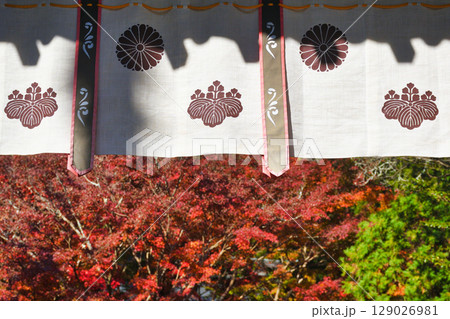 鎌倉 覚園寺の美しい紅葉（神奈川県鎌倉市） 129026981