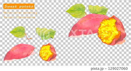 水彩で描いたさつまいものベクターイラスト 129027060