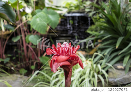 Porcelain rose, flowering plant native to Malaysia and Thailand, zingiberaceae family, etlingera elatior 129027071