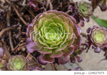 Tree aeonium, native to the canary islands and morocco, crassulaceae Tree aeonium, native to the canary islands and morocco, crassulaceae 129027075