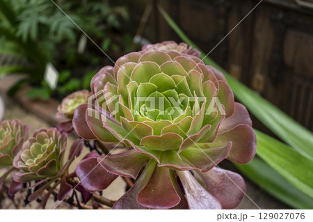 Tree aeonium, native to the canary islands and morocco, crassulaceae Tree aeonium, native to the canary islands and morocco, crassulaceae 129027076