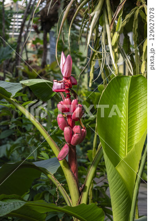 Pink flowered banana tree, musa velutina, native to India, musaceae Pink flowered banana tree, musa velutina, native to India, musaceae 129027078