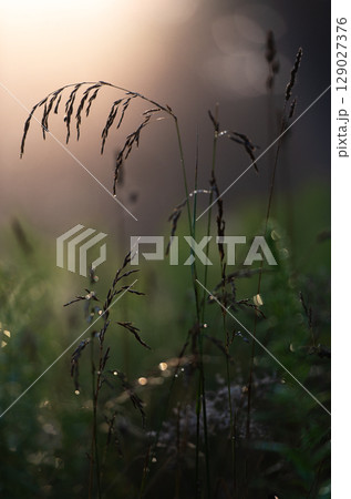 Morning Grass with Dewdrops in Backlight Morning Grass with Dewdrops in Backlight 129027376