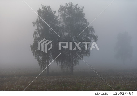 Twin Birch Trees in Dense Morning Fog 129027464