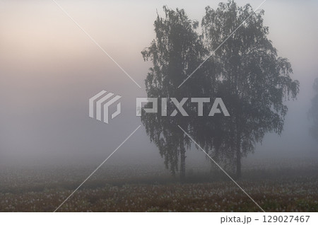 Three Birch Trees in Hazy Rural Morning Three Birch Trees in Hazy Rural Morning 129027467