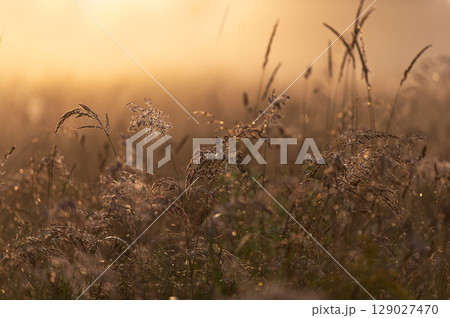 Morning Dew on Wild Grass in Golden Light 129027470