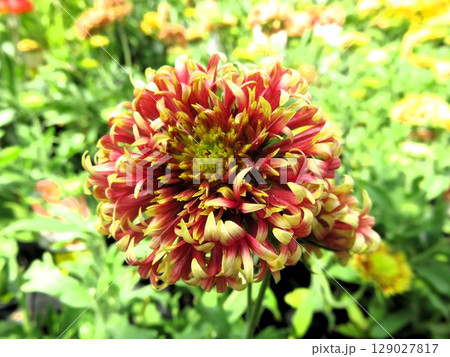 ガイラルディア 129027817