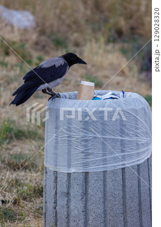 A Crow Investigates a Trash Can: The Intriguing Moment of Nature Interacting with Urban Waste in a Scenic Outdoor Setting, Captured with Sharp Detail and Clarity A Crow Investigates a Trash Can: The Intriguing Moment of Nature Interacting with Urban Waste in a Scenic Outdoor Setting, Captured with Sharp Detail and Clarity 129028320