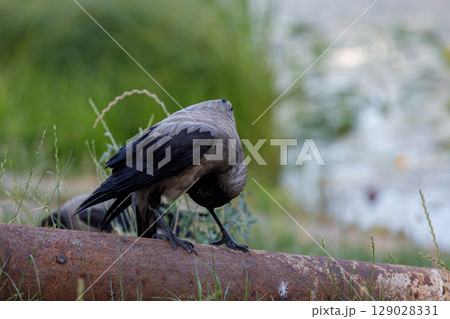 A Captivating Scene Featuring a Beautiful Bird Interacting with Nature by a Tranquil Waterside, Perfect for Nature Lovers and Wildlife Enthusiasts Alike A Captivating Scene Featuring a Beautiful Bird Interacting with Nature by a Tranquil Waterside, Perfect for Nature Lovers and Wildlife Enthusiasts Alike 129028331