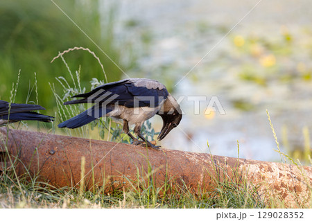 A Curious Bird Observing Its Surroundings While Perched on a Rusty Pipe Amid Nature's Beauty, Captured in a Serene Outdoor Setting with a Gentle Water Background A Curious Bird Observing Its Surroundings While Perched on a Rusty Pipe Amid Nature's Beauty, Captured in a Serene Outdoor Setting with a Gentle Water Background 129028352