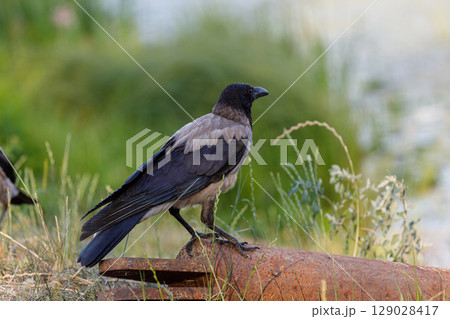 A Majestic Crow Perched Gracefully on Rusty Metal Surrounded by Lush Greenery and Nature's Beauty, Showcasing Its Distinctive Features and Unique Coloration A Majestic Crow Perched Gracefully on Rusty Metal Surrounded by Lush Greenery and Nature's Beauty, Showcasing Its Distinctive Features and Unique Coloration 129028417