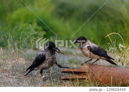 Two Crows Interacting on a Rusty Pipe in a Green Meadow Surrounded by Tall Grass and Lush Foliage on a Warm Sunny Day Reflecting Nature's Beauty and Wildlife Harmony 129028430