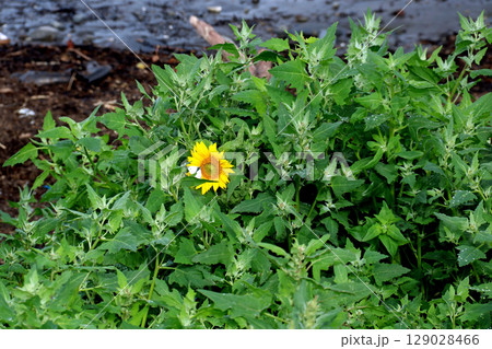 Lone Common Sunflower in Wild Vegetation at a Coastal Location with Small White Butterfly 129028466