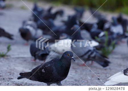 A Gathering of Pigeons in a City Park: The Calm Beauty and Natural Environment of Urban Wildlife Watching at Dusk with Vibrant Colors and Peaceful Surroundings 129028478