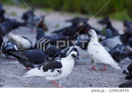 A Diverse Gathering of Pigeons: Exploring the Intriguing Behaviors and Interactions Among Different Varieties of Birds in their Natural Habitat 129028479