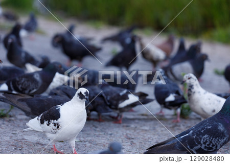 A Diverse Gathering of Pigeons in a Natural Environment: Capturing the Beauty of Urban Wildlife in Action Across an Outdoor Setting by a Water Source A Diverse Gathering of Pigeons in a Natural Environment: Capturing the Beauty of Urban Wildlife in Action Across an Outdoor Setting by a Water Source 129028480