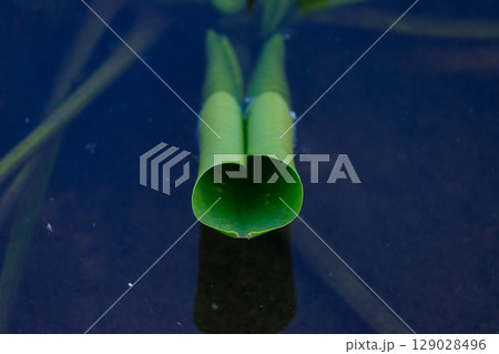 A Unique Green Leaf Displaying a Heart Shape Reflected and Resting on Still Water Surrounded by Other Lush Greenery in a Serene Nature Environment 129028496