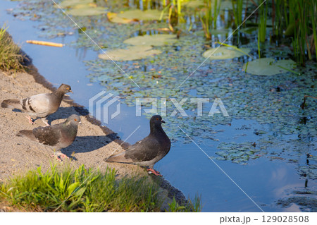 A Group of Pigeons Gather by the Water's Edge, Enjoying a Sunny Day Amidst Lush Greenery and Water Lilies, Capturing the Essence of Nature and Urban Life Intertwined in Perfect Harmony. 129028508