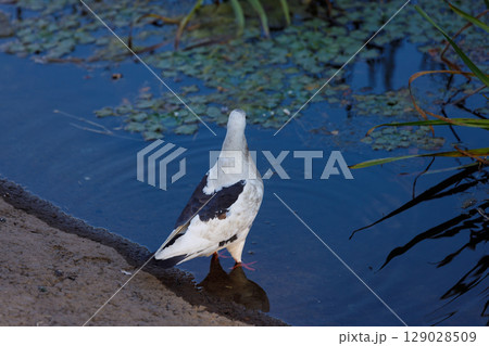 A Captivating Scene of a Bird by the Water's Edge, Exploring Nature's Serenity in a Tranquil Environment Surrounded by Aquatic Plants and Reflective Waters A Captivating Scene of a Bird by the Water's Edge, Exploring Nature's Serenity in a Tranquil Environment Surrounded by Aquatic Plants and Reflective Waters 129028509