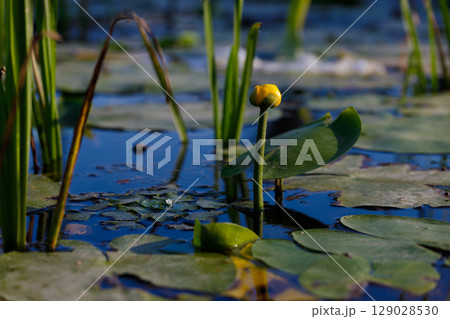 A Beautiful Yellow Water Lily Bud Emerging From Water Surrounded By Lush Green Leaves Reflecting in the Calm Surface of a Serene Pond Under Bright Daylight A Beautiful Yellow Water Lily Bud Emerging From Water Surrounded By Lush Green Leaves Reflecting in the Calm Surface of a Serene Pond Under Bright Daylight 129028530
