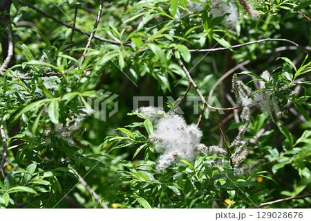 栂池自然園の夏の植物・ヤナギの綿毛（柳絮）／長野県 129028676
