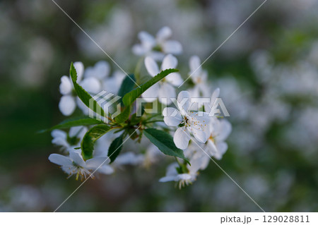 Close-Up of Delicate White Flowers with Green Leaves in a Spring Garden, Capturing the Beauty of Nature and Blossoming Flora for Floral Enthusiasts and Garden Lovers 129028811