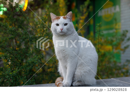 A Majestic White Cat Sitting Gracefully Against a Lush Green Background with Colorful Lights Glimmering in the Background, Showcasing the Beauty of Feline Companions. 129028928