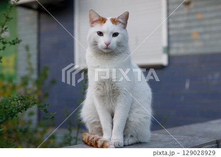 Captivating White Cat with Orange Markings Poses Gracefully Against a Charming Urban Backdrop Surrounded by Greenery and Modern Architecture 129028929