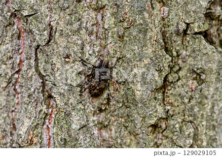 ナガゴマフカミキリ 129029105