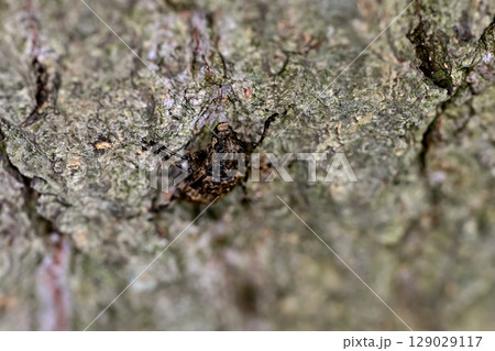 ナガゴマフカミキリ ナガゴマフカミキリ 129029117