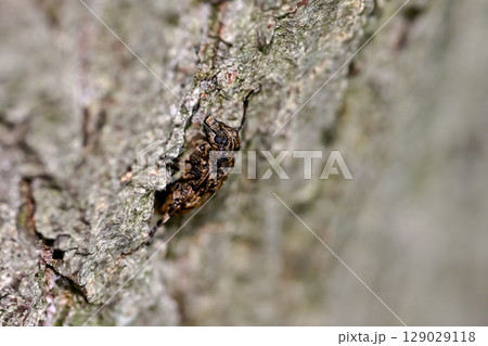 ナガゴマフカミキリ ナガゴマフカミキリ 129029118