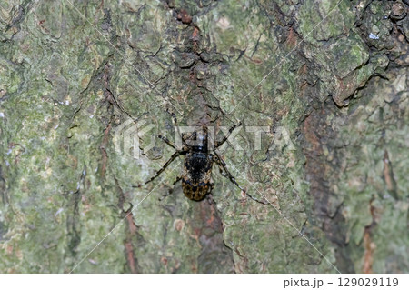 ナガゴマフカミキリ ナガゴマフカミキリ 129029119