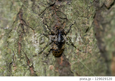 ナガゴマフカミキリ 129029120