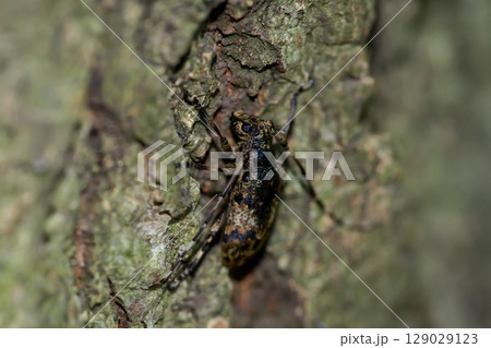 ナガゴマフカミキリ ナガゴマフカミキリ 129029123