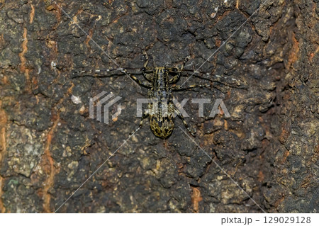 ナガゴマフカミキリ 129029128