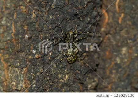 ナガゴマフカミキリ 129029130